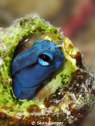 Cute  Blenny.
Canon G10 with Epoque strobe
 by Sean Cooper 